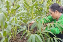 Nữ Trưởng bản kết nối nông dân phát triển sinh kế từ cây măng Bát Độ