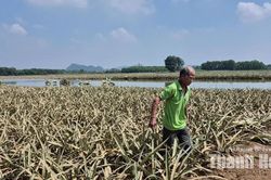 Hàng trăm héc ta dứa ngập trong nước, hy vọng cứu vãn mong manh