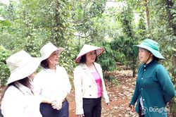 Xây dựng nông thôn hiện đại, xanh và bền vững