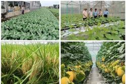 Xã Long Bình phát huy hiệu quả các mô hình nông nghiệp