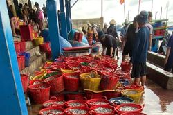 Ngư dân Nhơn Lý trúng mùa cá cơm