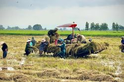 Tranh thủ trời tạnh, hỗ trợ dân gặt lúa ngập lụt