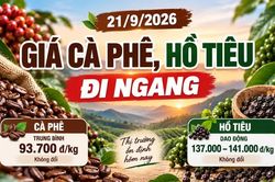 Giá cà phê hôm nay 21/9 giữ mức 93.700 đồng/kg