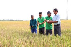 Sâu đục thân gây hại lúa, nông dân xã Suối Hiệp lo mất mùa