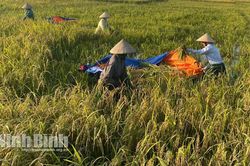 Ninh Bình tập trung bảo vệ lúa Mùa và tăng tốc triển khai sản xuất vụ Đông 2026