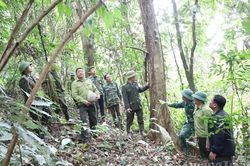 Phát huy giá trị kinh tế rừng