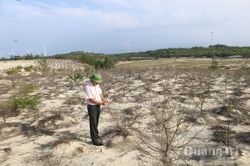 Phục hồi rừng trồng ven biển