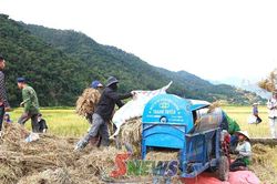 Mùa vàng ở Ngọc Chiến