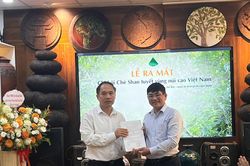 Kết nối vùng trà cổ thụ, nâng tầm giá trị chè Shan Tuyết