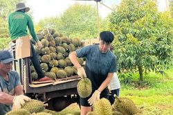 Thị trường xuất khẩu lớn siết tiêu chuẩn nông sản