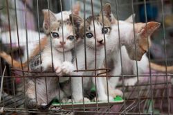 Trợ tử nhân đạo cho chó, mèo - Hiện thực hóa phúc lợi động vật