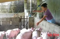 2.527 hộ dân được hỗ trợ vốn phát triển sản xuất, kinh doanh