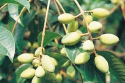 Loại quả xưa chín rụng đầy gốc, ăn miếng đầu chua chát sau càng nhai càng bùi béo, đem nấu ngón này được đưa cơm