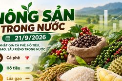 Nông sản trong nước 21/9: Cà phê dưới 94.000 đồng/kg, hồ tiêu cao nhất 141.000 đồng/kg
