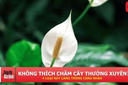 4 loại cây cảnh lớn chậm, ít phải cắt tỉa, càng trồng lâu càng đẹp
