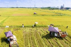 Tăng tốc gieo trồng vụ đông