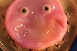 Robot không còn chỉ là máy móc, Nhật Bản đưa 'da sống' lên khuôn mặt robot, khiến chúng có thể mỉm cười như con người