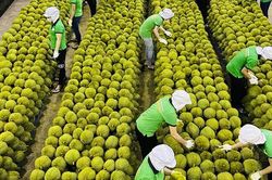 Nâng cao giá trị kinh tế nông sản Việt