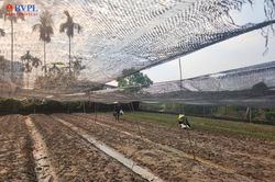 Người trồng hoa Tây Tựu chạy đua cứu vụ Tết