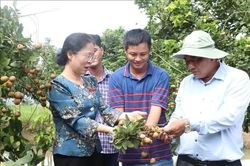 Triển khai chính sách hỗ trợ thực chất phát triển bền vững sản phẩm OCOP