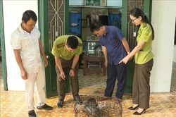 Quảng Trị: Tiếp nhận một cá thể khỉ mốc quý hiếm