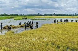Mưa lũ gây thiệt hại tại vùng Đồng Tháp Mười