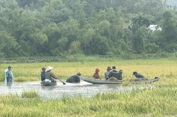 Đắk Lắk hỗ trợ thu hoạch lúa Hè Thu bị ngập do mưa lớn