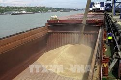 Nga miễn thuế xuất khẩu ngũ cốc đến cuối năm 2026