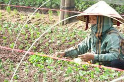 Người trồng hoa Tây Tựu gồng mình gây dựng lại sau lũ