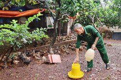 Tuân thủ quy trình chăn nuôi an toàn, nâng giá trị đàn gà