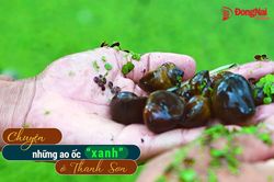 [Video] Chuyện những ao ốc ‘xanh’ ở Thanh Sơn