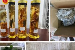 Sâm Lai Châu “đội lốt” sâm Ngọc Linh: Người từng mua hàng qua mạng cần kiểm tra ngay