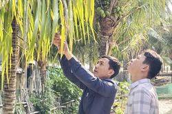 Xã Đại Lãnh: Tập trung xử lý sâu bệnh để giữ thương hiệu dừa xiêm Tuần Lễ