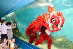 Bảo tàng Hải dương học tổ chức múa lân dưới nước đón Trung thu