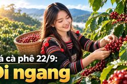Giá cà phê hôm nay 22/9: Thị trường trong nước tiếp tục ổn định
