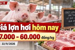 Giá lợn hơi hôm nay 22/9 ổn định, mốc 60.000 đồng/kg chưa lan rộng