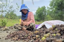Hạt trẩu nâng giá trị rừng