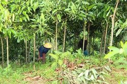 Giảm nghèo gắn liền với sinh kế bền vững