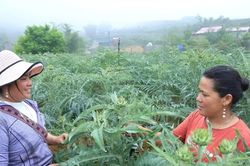 Mở lối cho sản vật vùng cao bằng công nghệ
