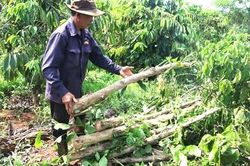 Người dân chặt bỏ vườn cây, doanh nghiệp di dời nhà xưởng, nhường đất làm cao tốc Quy Nhơn - Pleiku