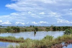 Hãy để mùa chim di cư là mùa của những cánh chim tự do