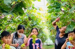 Quỹ Hỗ trợ nông dân Hà Nội: Thúc đẩy phát triển nông nghiệp bền vững