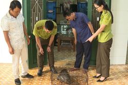 Cá thể khỉ quý hiếm 'đột nhập' nhà dân phá hoại đồ đạc