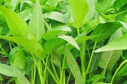 Khả năng sinh tồn kinh ngạc của loài cây quen thuộc trong mâm cơm Việt