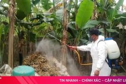 Xuất hiện 2 ổ dịch tả lợn châu Phi, xã Mai Phụ gấp rút ứng phó