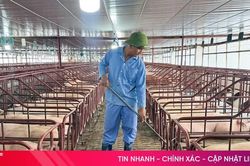 Bảo đảm nguồn cung thịt lợn cho thị trường dịp cuối năm