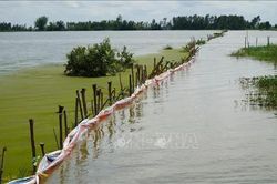 Chủ động ứng phó triều cường, giảm thiệt hại sản xuất nông nghiệp