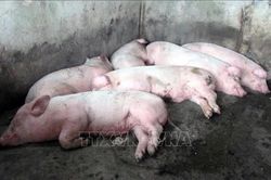 Ngăn chặn nguy cơ lây lan diện rộng dịch tả lợn châu Phi