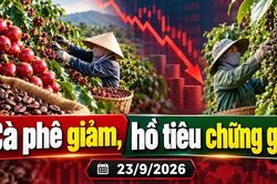Giá cà phê, hồ tiêu hôm nay 23/9: Cà phê giảm mạnh, tiêu có nơi mất 500 đồng