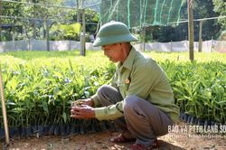 Cựu chiến binh thi đua làm giàu